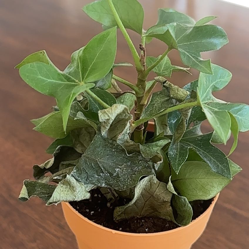 Potted Tree ivy plant with green and brown leaves, indicating potential health issues.