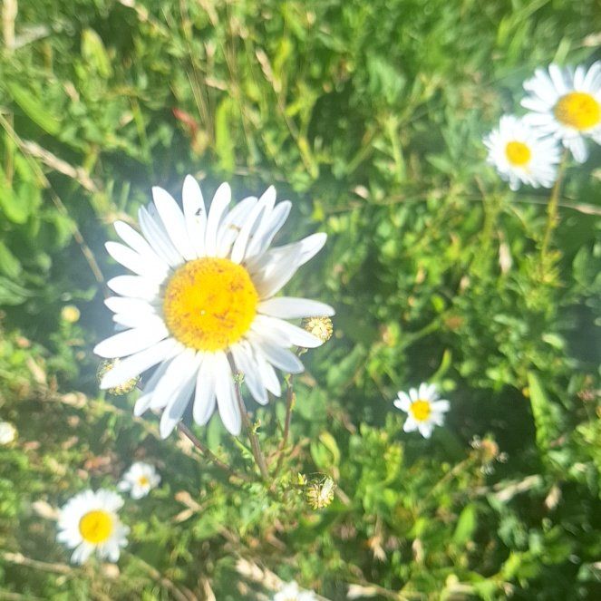 Photo of the plant species Ox-Eye Daisy by @DapperCamellia named Bieber on Greg, the plant care app