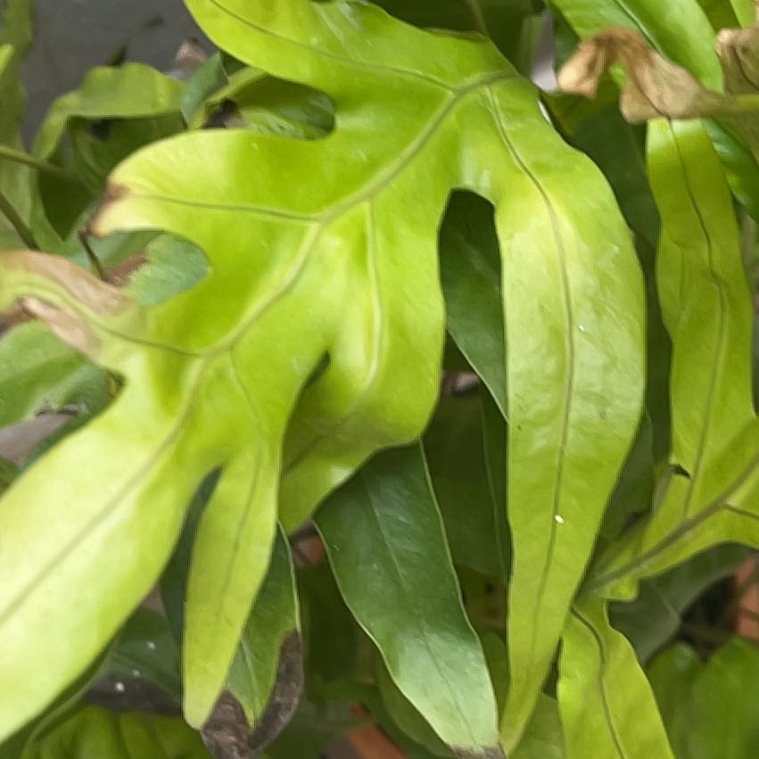 Photo of the plant species Monarch Fern by @LoyalHeketara named Orlando Bloom on Greg, the plant care app
