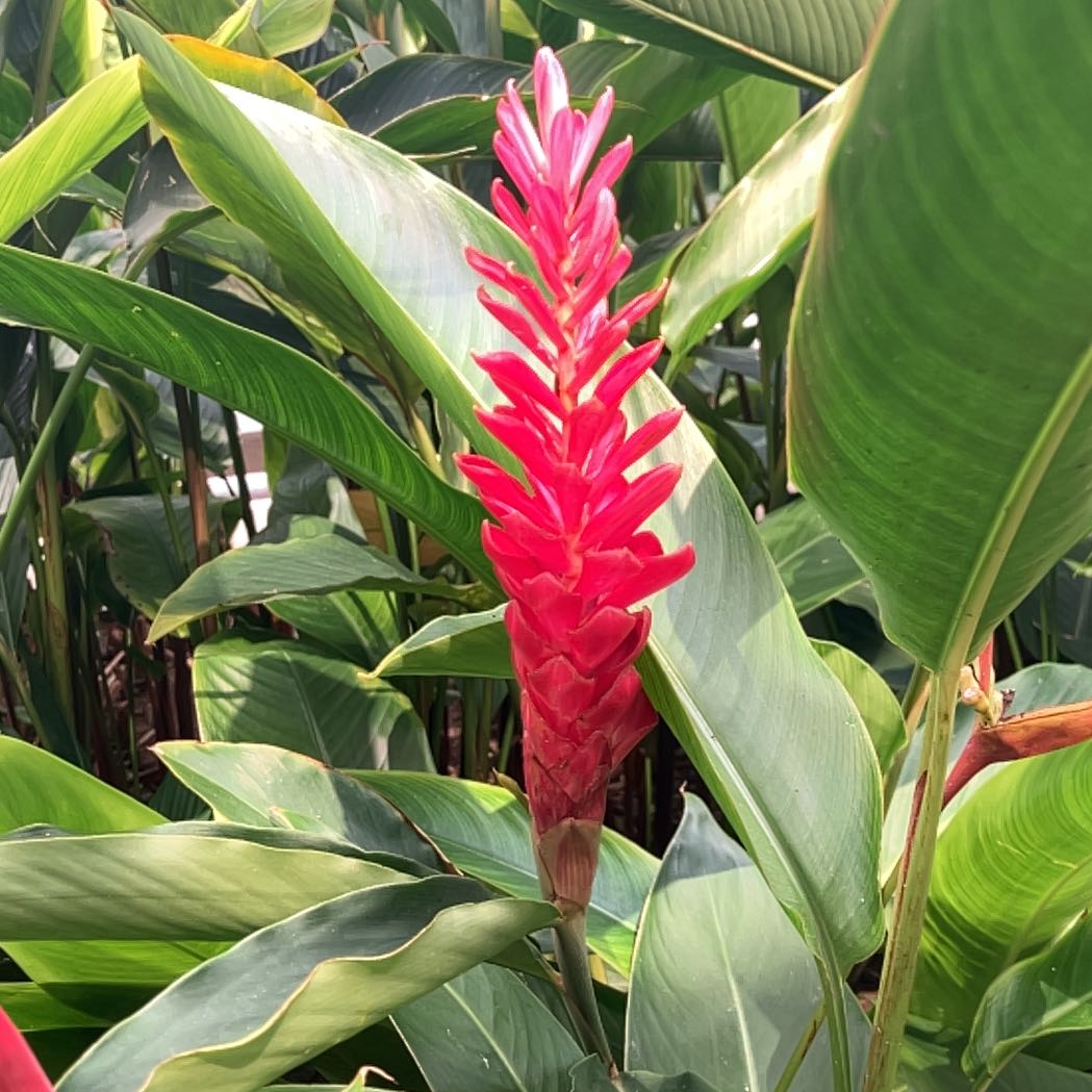 Photo of the plant species Red Ginger by @ElectricHopsage named Aristotle on Greg, the plant care app