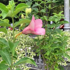 Photo of the plant species Allamanda Blanchetii by @ElectricHopsage named Sir Plancelot on Greg, the plant care app