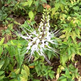 Photo of the plant species Cat's Whiskers by @ElectricHopsage named Athena on Greg, the plant care app