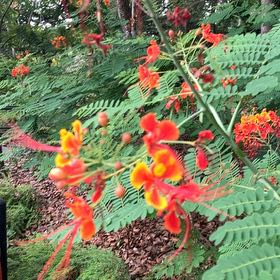 Photo of the plant species Pride Of Barbados by @ElectricHopsage named Lavender on Greg, the plant care app