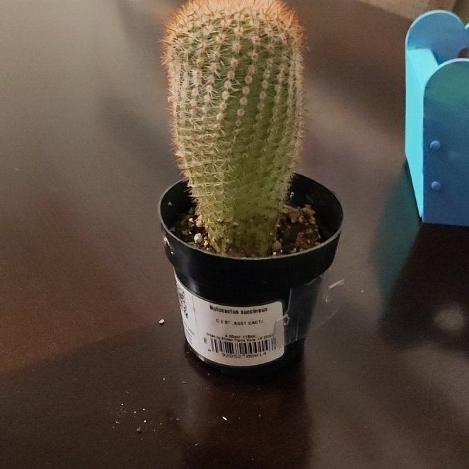 Photo of the plant species Notocactus succineus by @SilkenBlueberry named Cactaur on Greg, the plant care app