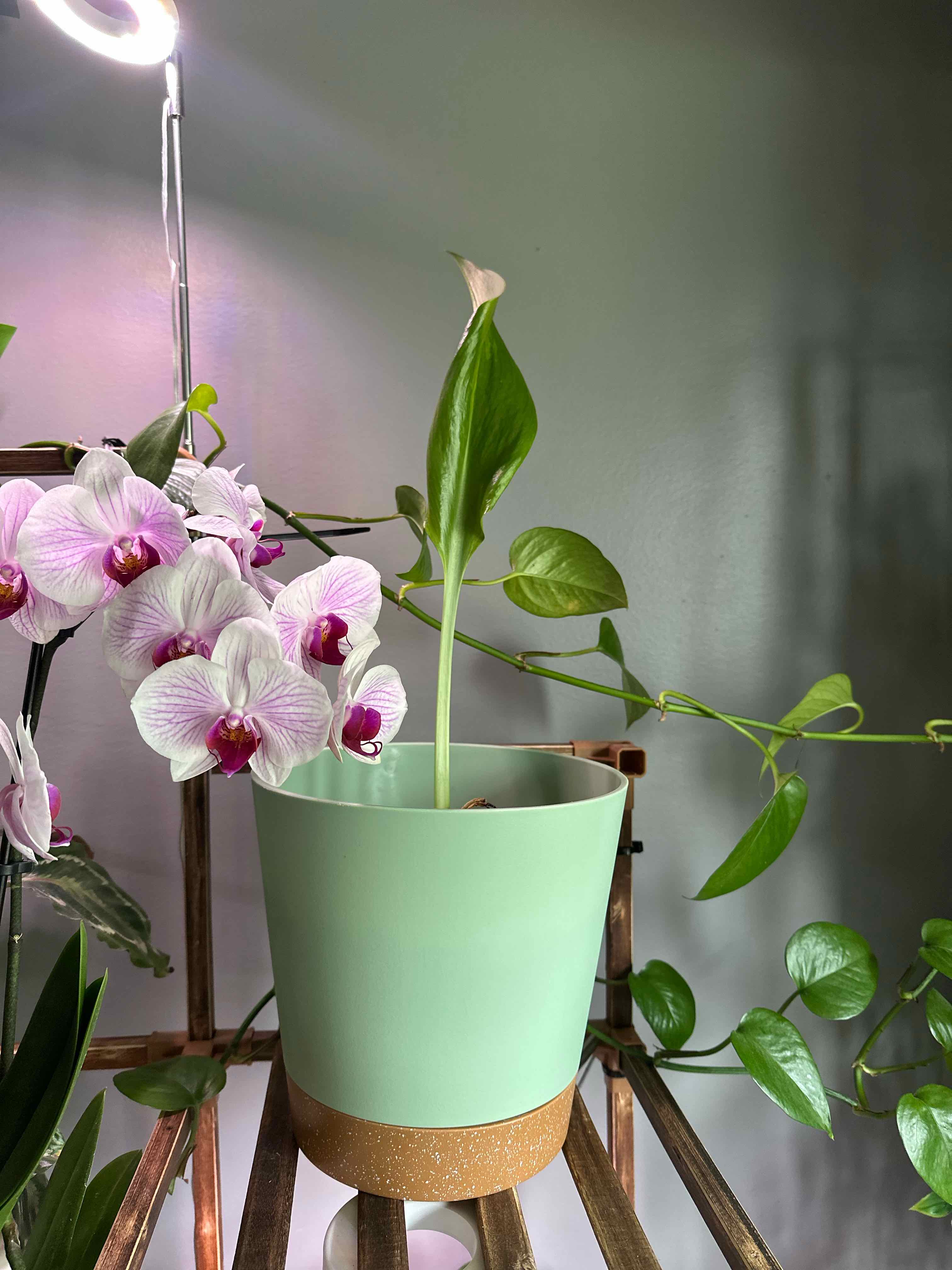 Photo of the plant species Urceolina amazonica by @MsNegrita named Nico Olvia on Greg, the plant care app