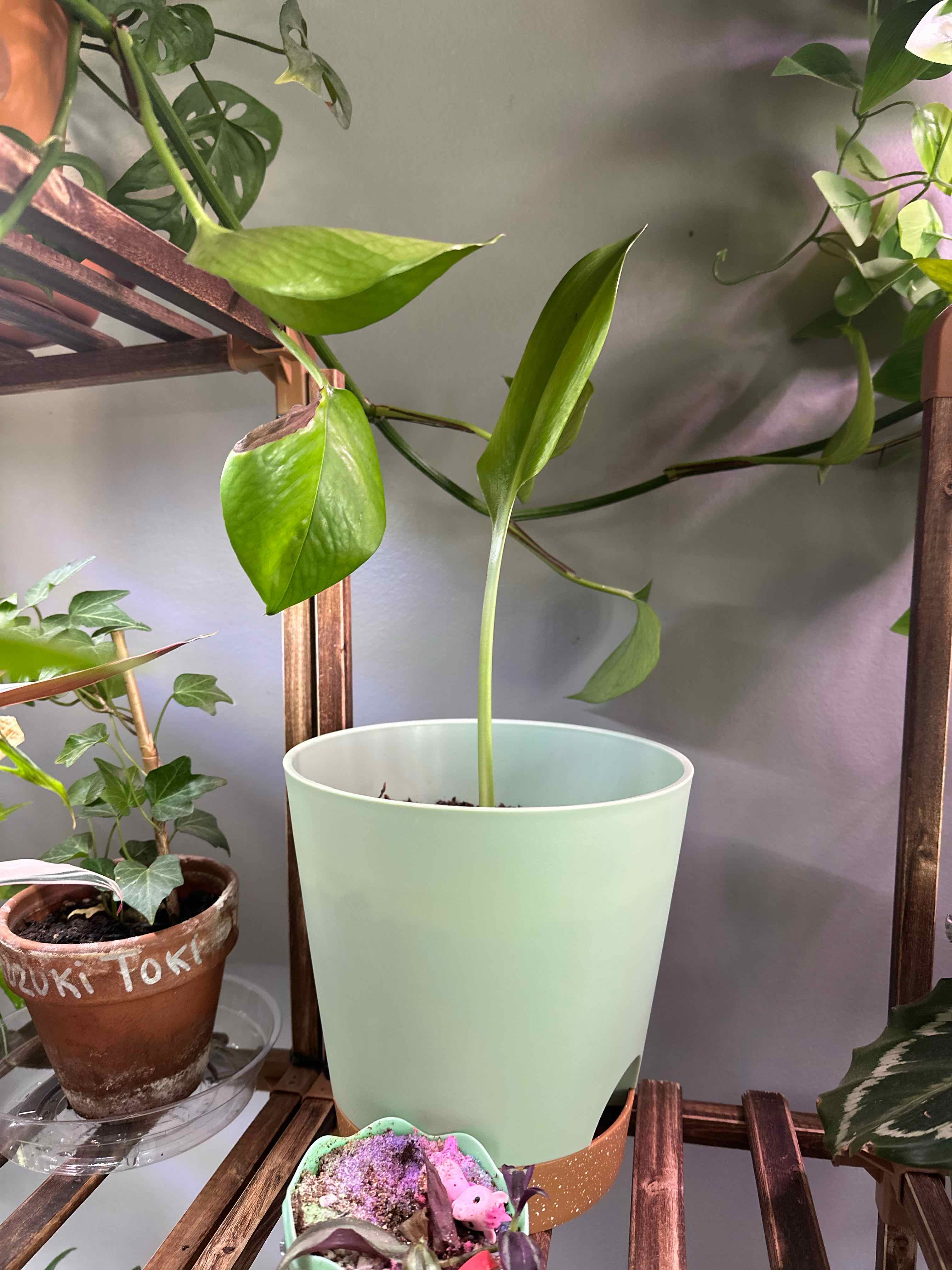 Photo of the plant species Urceolina amazonica by @MsNegrita named Nico Robin on Greg, the plant care app