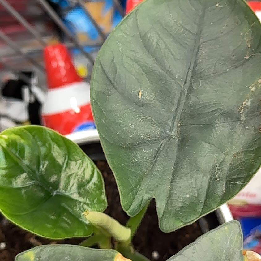 Photo of the plant species Alocasia Dark Miri by @MsNegrita named Uta on Greg, the plant care app