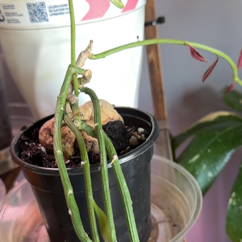 Photo of the plant species ruby necklace by @MsNegrita named Imu on Greg, the plant care app