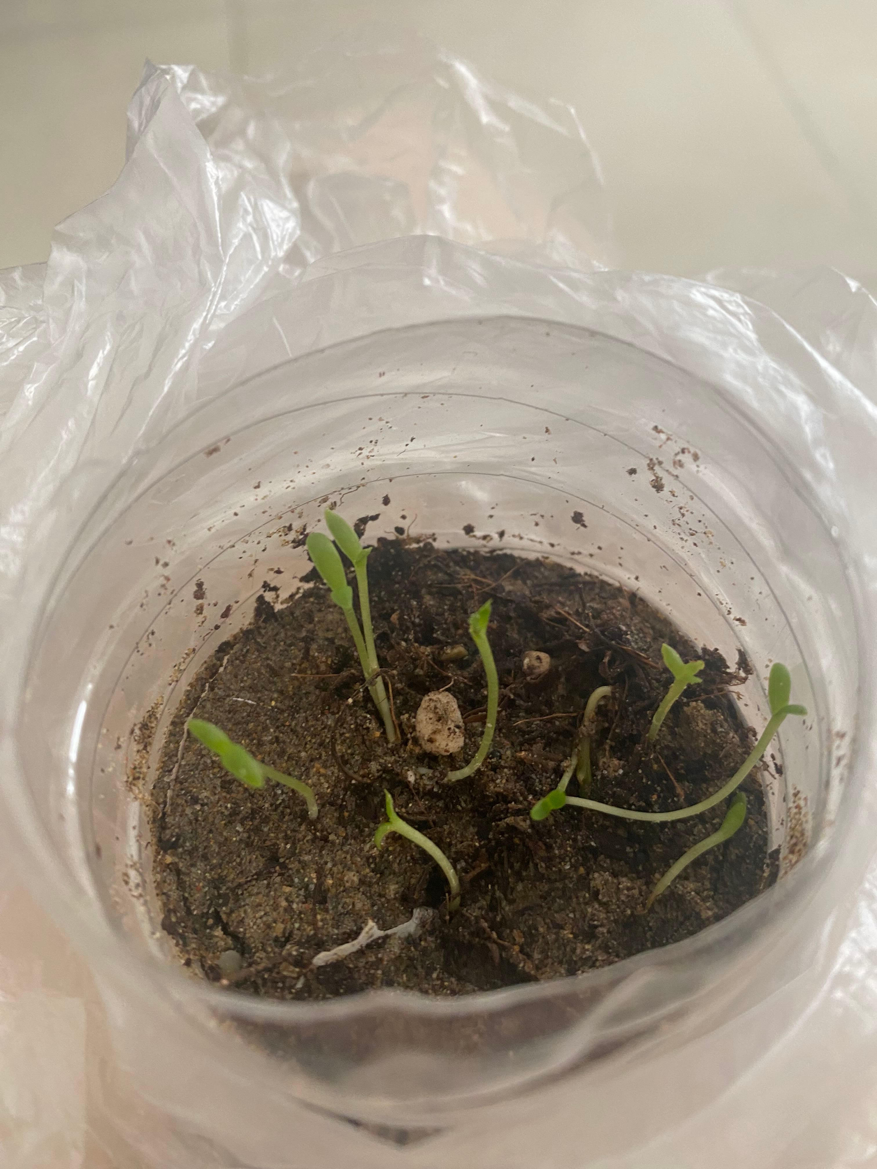 🍓 Light Requirements For My Strawberry by Season