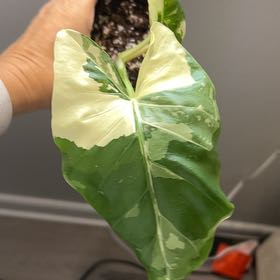 Photo of the plant species Alocasia gageana 'Albo' by @Kami49 named Sigmund on Greg, the plant care app