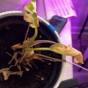 Photo of the plant species Philodendron golden crocodile by @Kami49 named Sonora on Greg, the plant care app