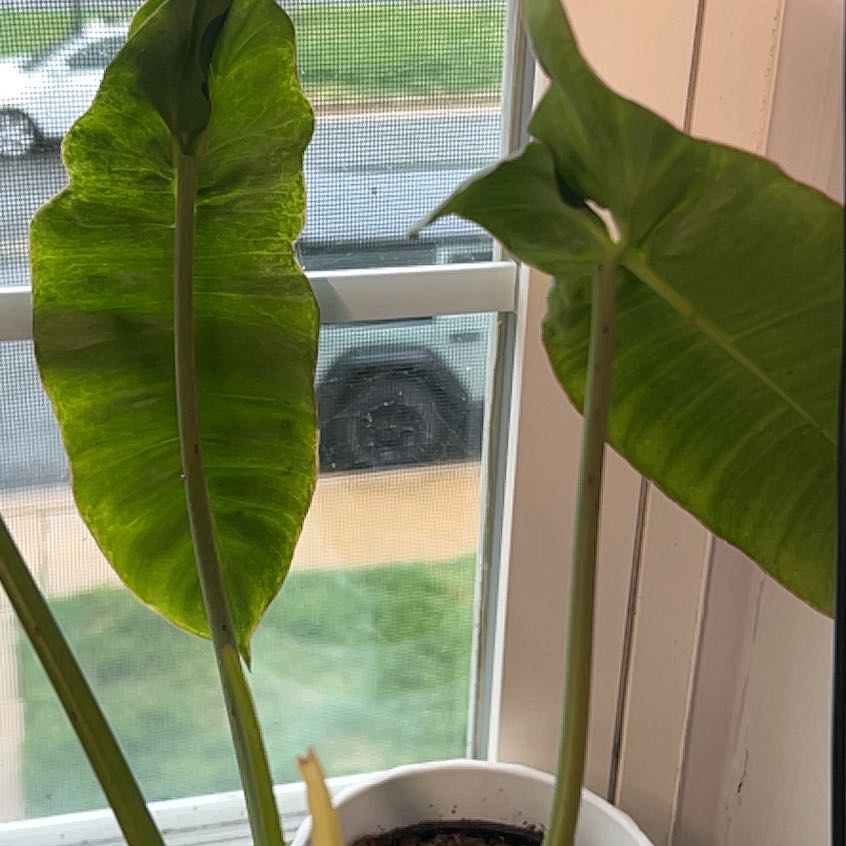 Photo of the plant species Philodendron Burle Marx by @Kami49 named Bieber on Greg, the plant care app