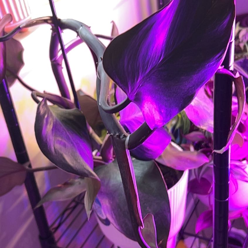 Photo of the plant species White Knight Philodendron by @Kami49 named Bigleef Smalls on Greg, the plant care app