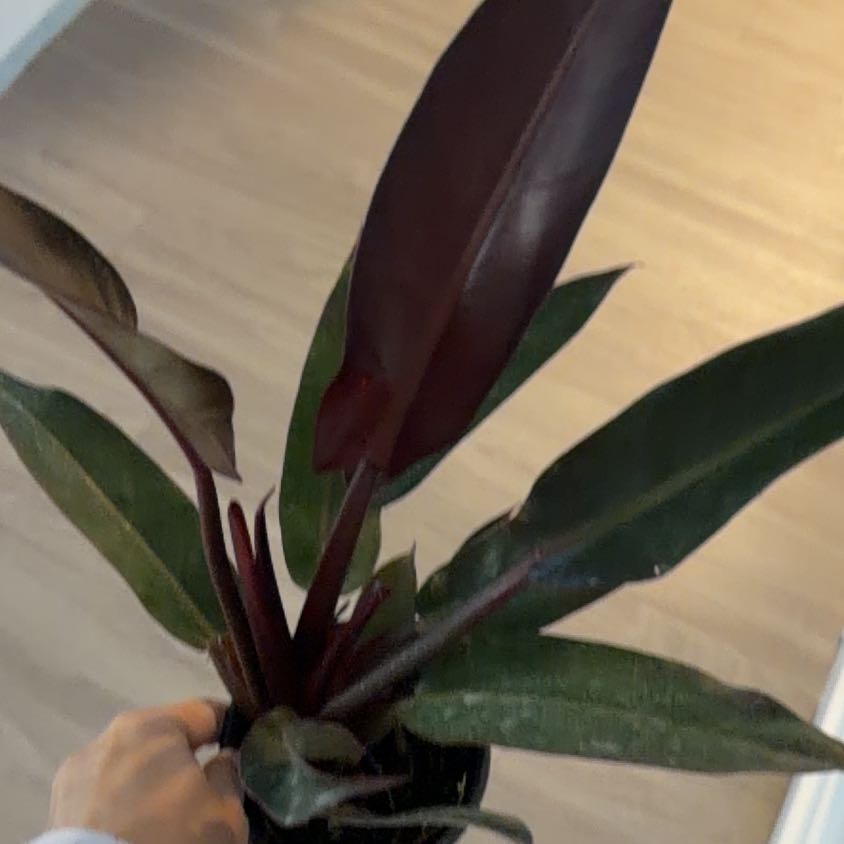 Photo of the plant species Philodendron Red Sun by @Kami49 named Marilyn on Greg, the plant care app