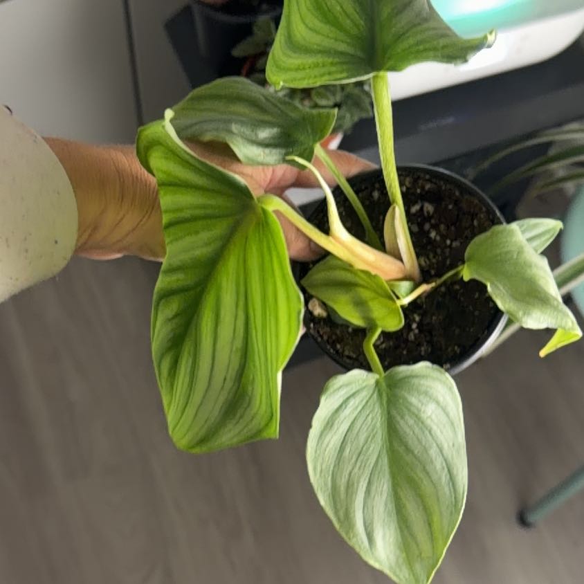 Photo of the plant species Philodendron Pastazanum by @Kami49 named da Vinci on Greg, the plant care app