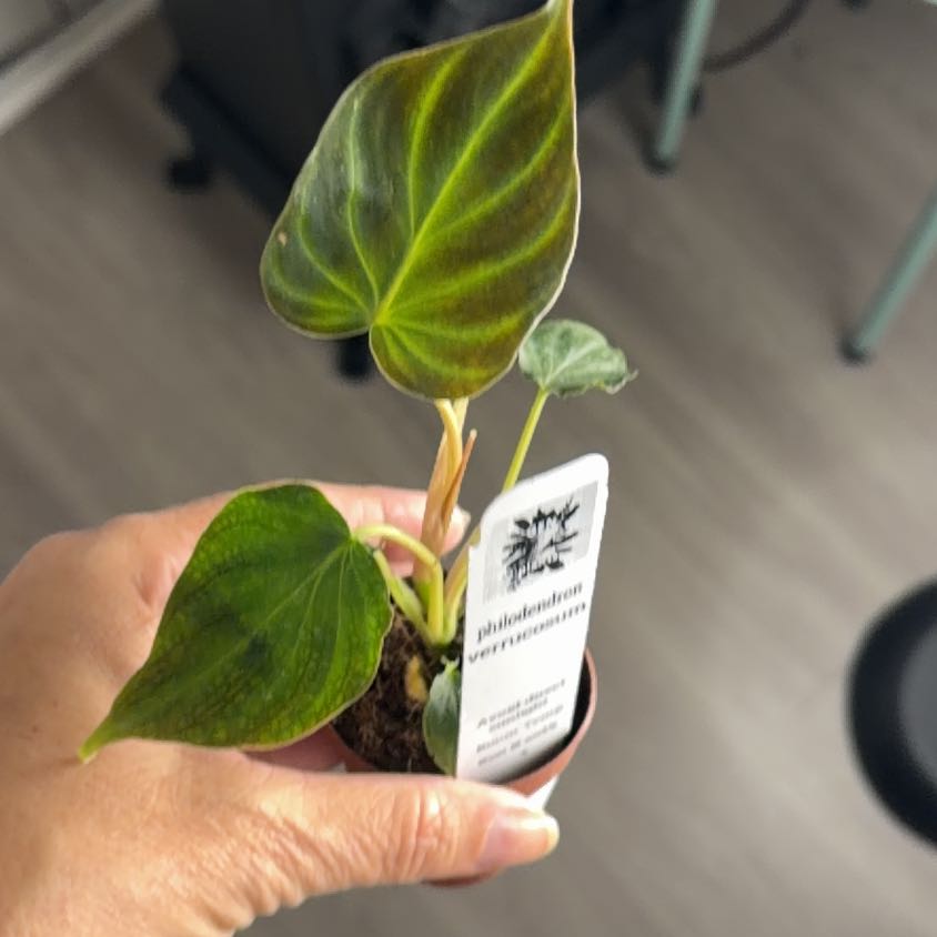Photo of the plant species Philodendron 'Verrucosum' by @Kami49 named Miley on Greg, the plant care app