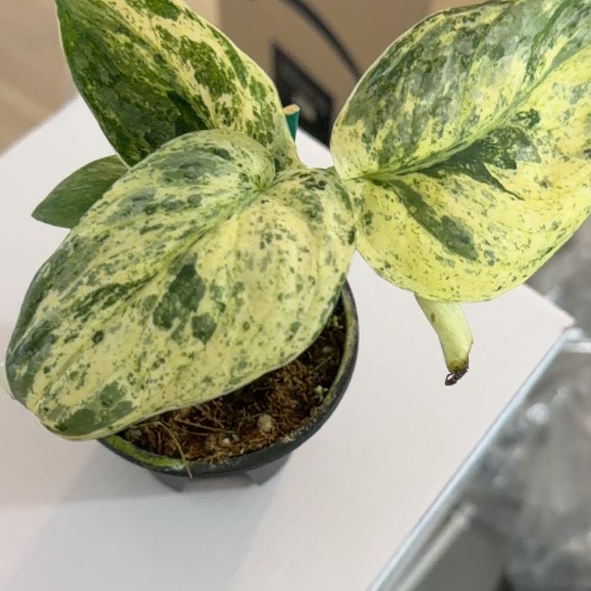 Photo of the plant species Scindapsus 'Creme Brulee' by @Kami49 named Zeus on Greg, the plant care app