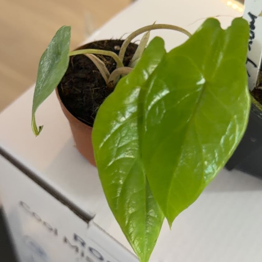 Photo of the plant species Alocasia Scalprum by @Kami49 named Oscar on Greg, the plant care app
