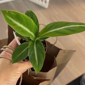 Photo of the plant species Silver Streak Peace Lily by @Kami49 named Gates on Greg, the plant care app