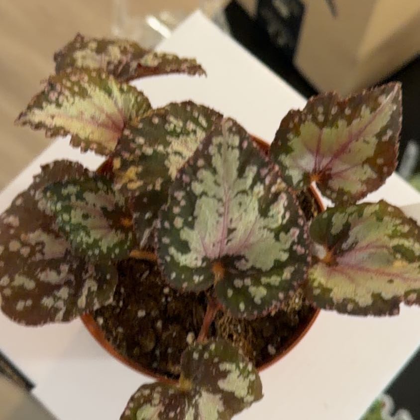Photo of the plant species Rex Begonia Harmony's 'Hot Spot' by @Kami49 named Girlfrond on Greg, the plant care app