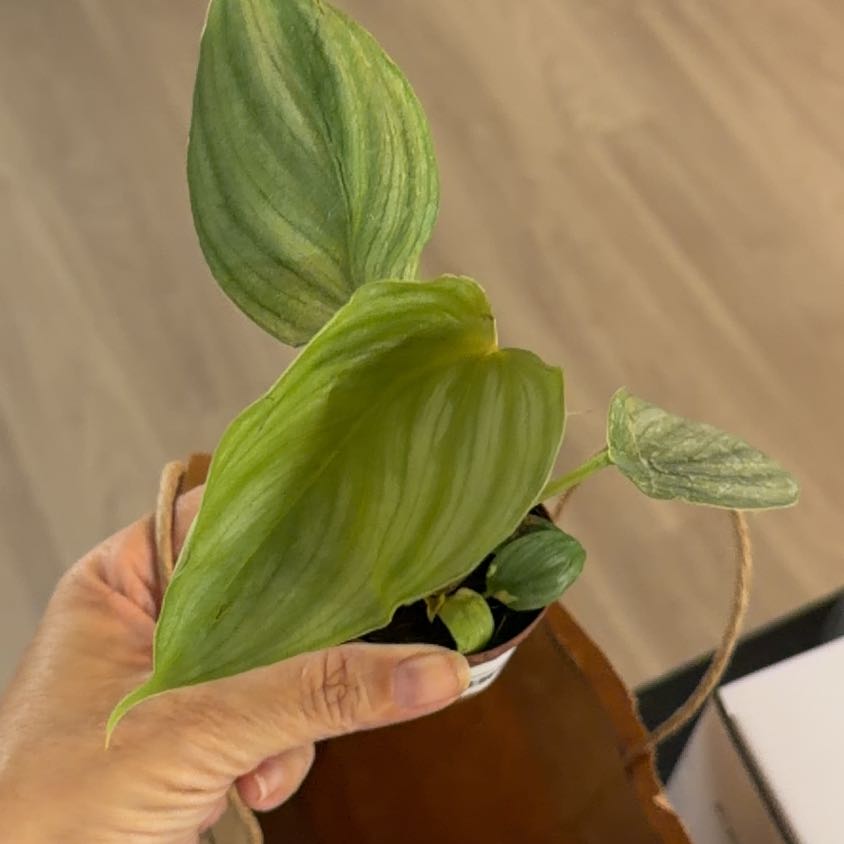Photo of the plant species Philodendron Pastazanum by @Kami49 named James Dean on Greg, the plant care app