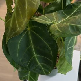 Photo of the plant species Anthurium Magnificum x Silver Blush by @Kami49 named Peter Parker on Greg, the plant care app