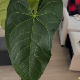 Photo of the plant species Assorted Anthurium by @Kami49 named Eva on Greg, the plant care app