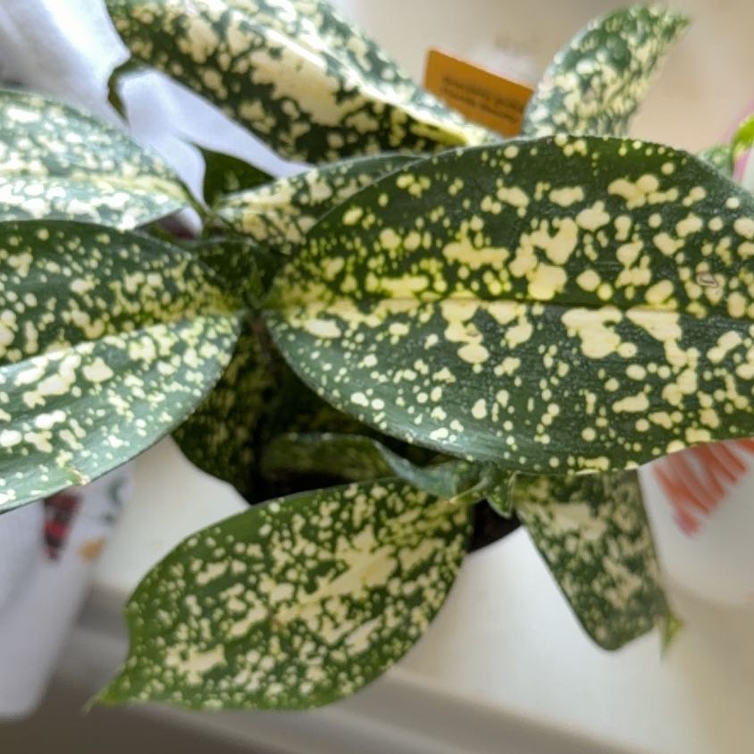Photo of the plant species Dracaena 'Florida Beauty' by @Kami49 named Baesil on Greg, the plant care app