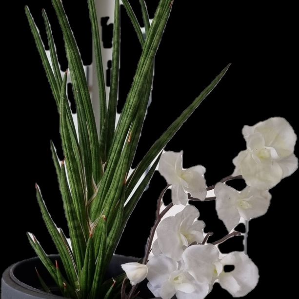 Uansevieria