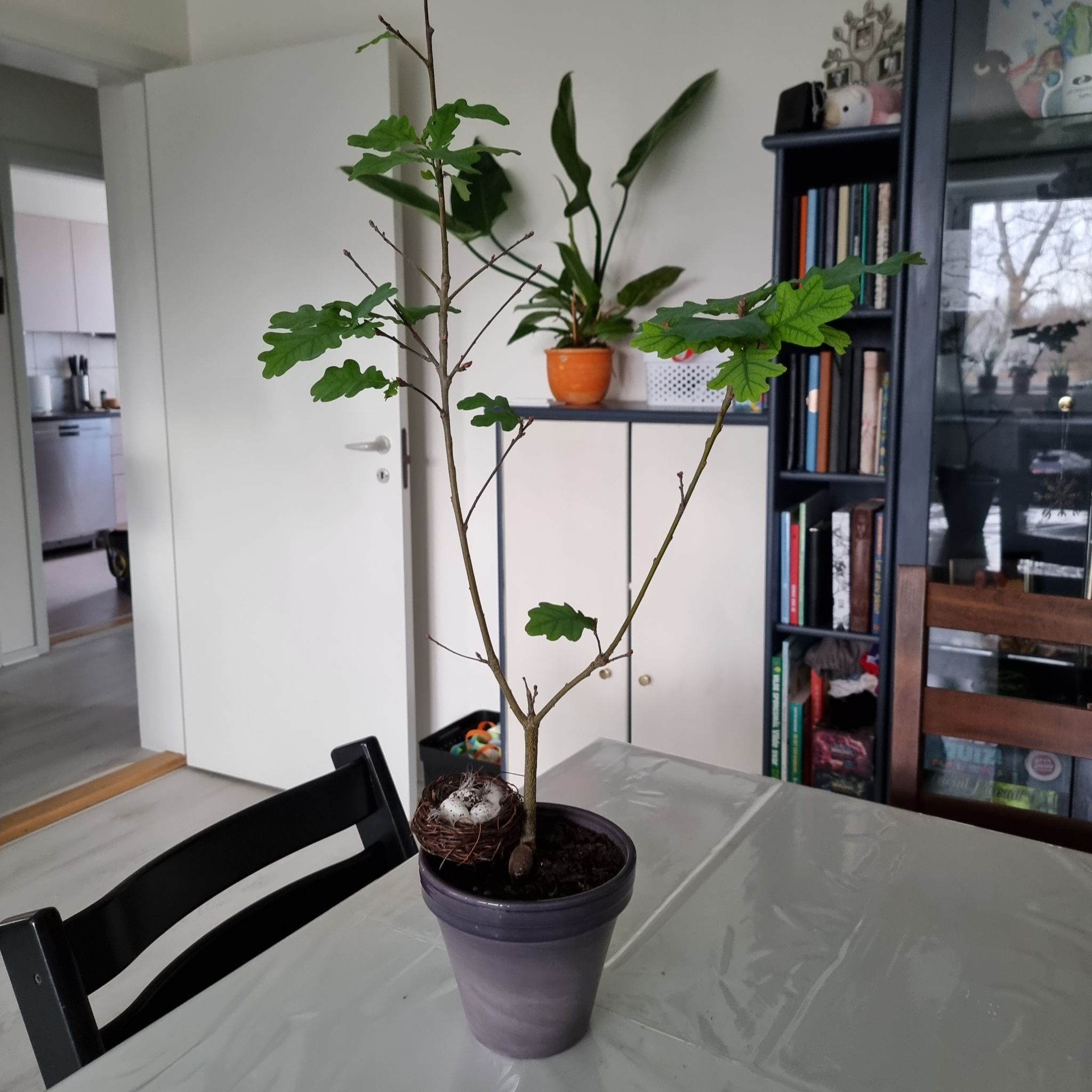 Potted English Oak plant with green leaves, household items in the background.