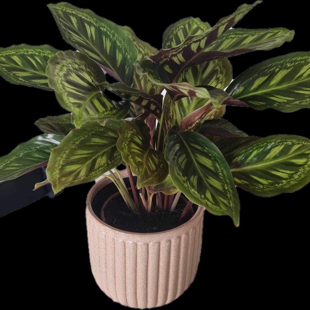 Photo of the plant species Calathea 'Flamestar' by @Linx named Argentina on Greg, the plant care app