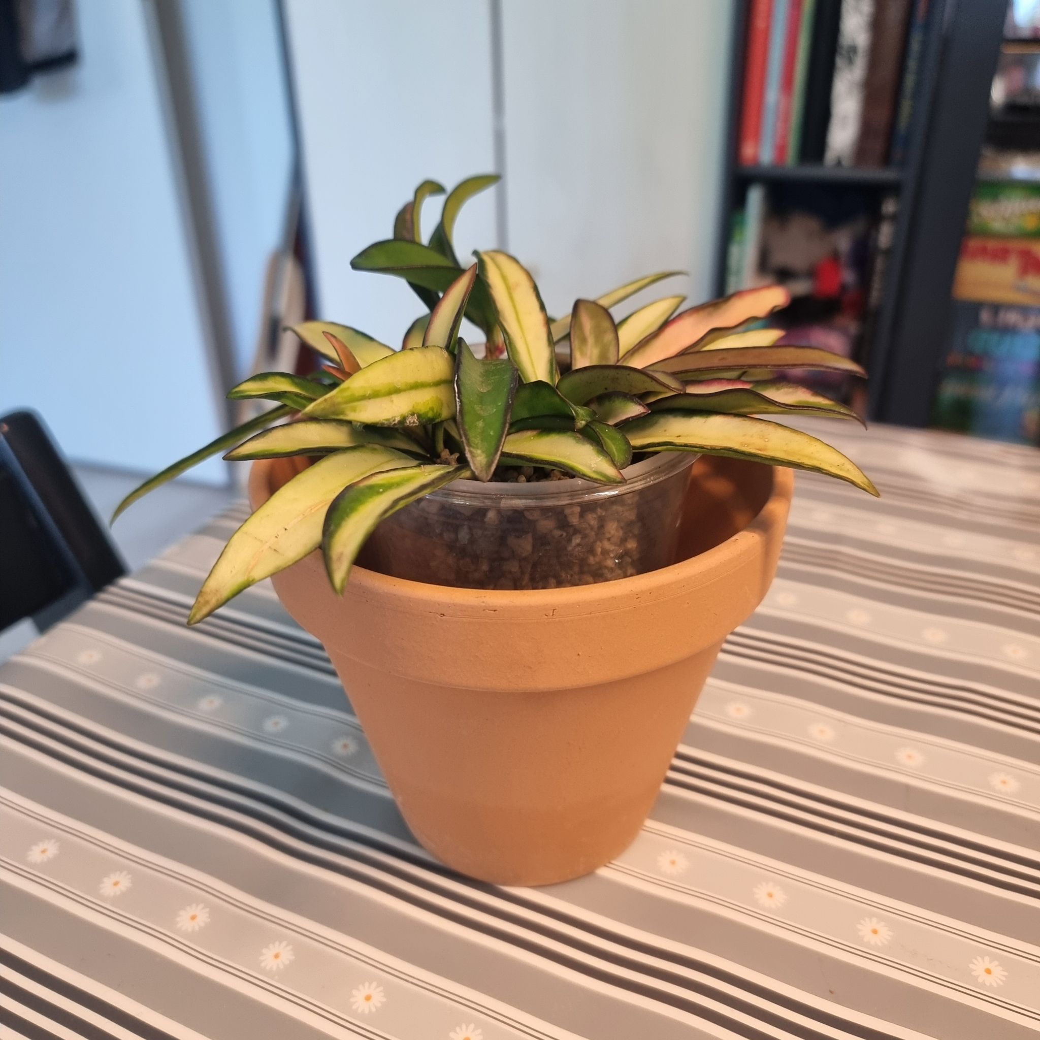 Variegated Hoya kentiana plant in a pot on a striped tablecloth.