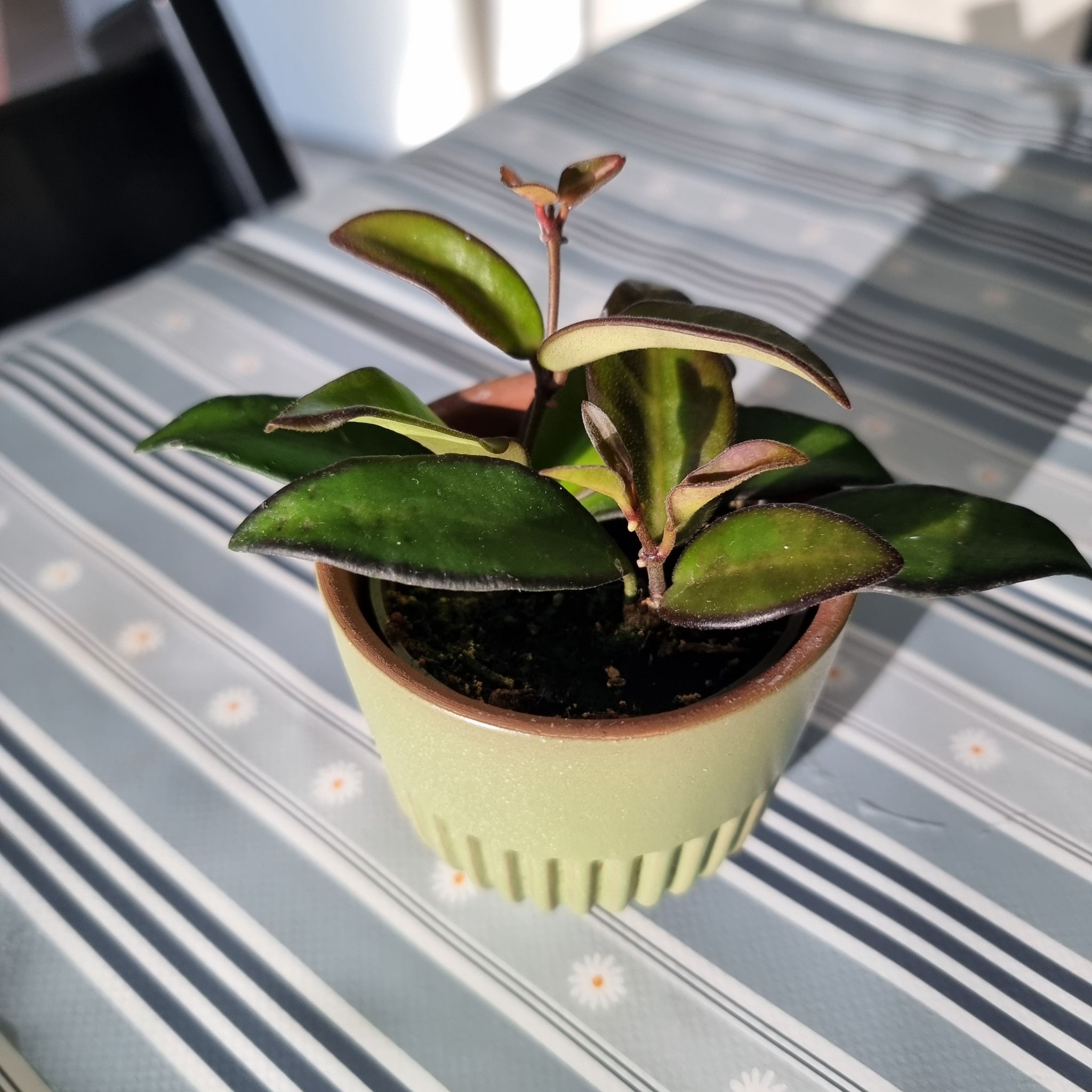 Hoya 'Rosita' plant in a small pot with healthy green leaves.