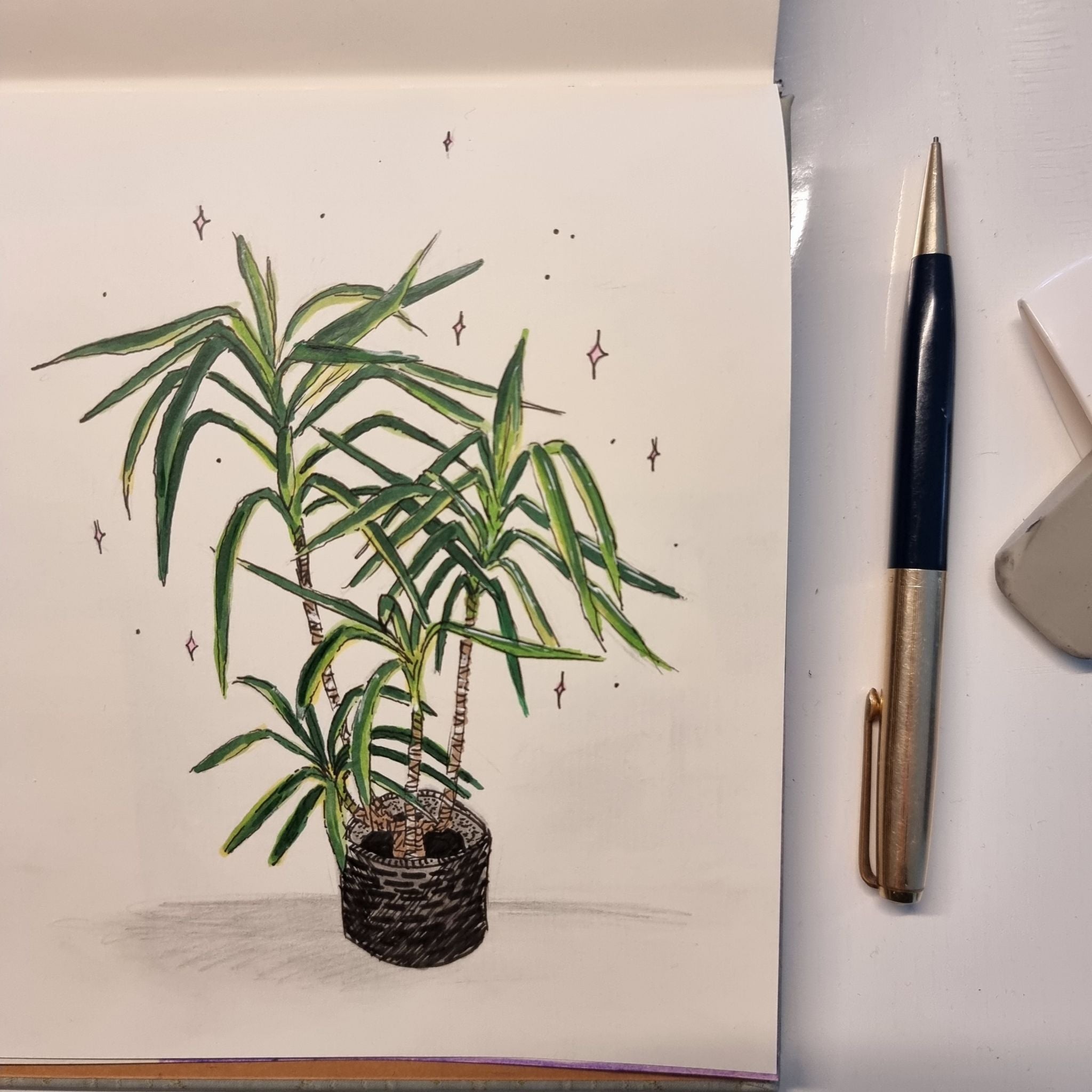 Yucca 'Moonlight' How Much Water & Light Does it Need to Thrive?