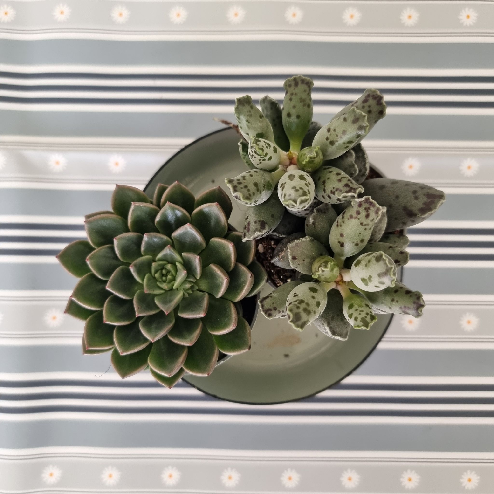 Photo from the post