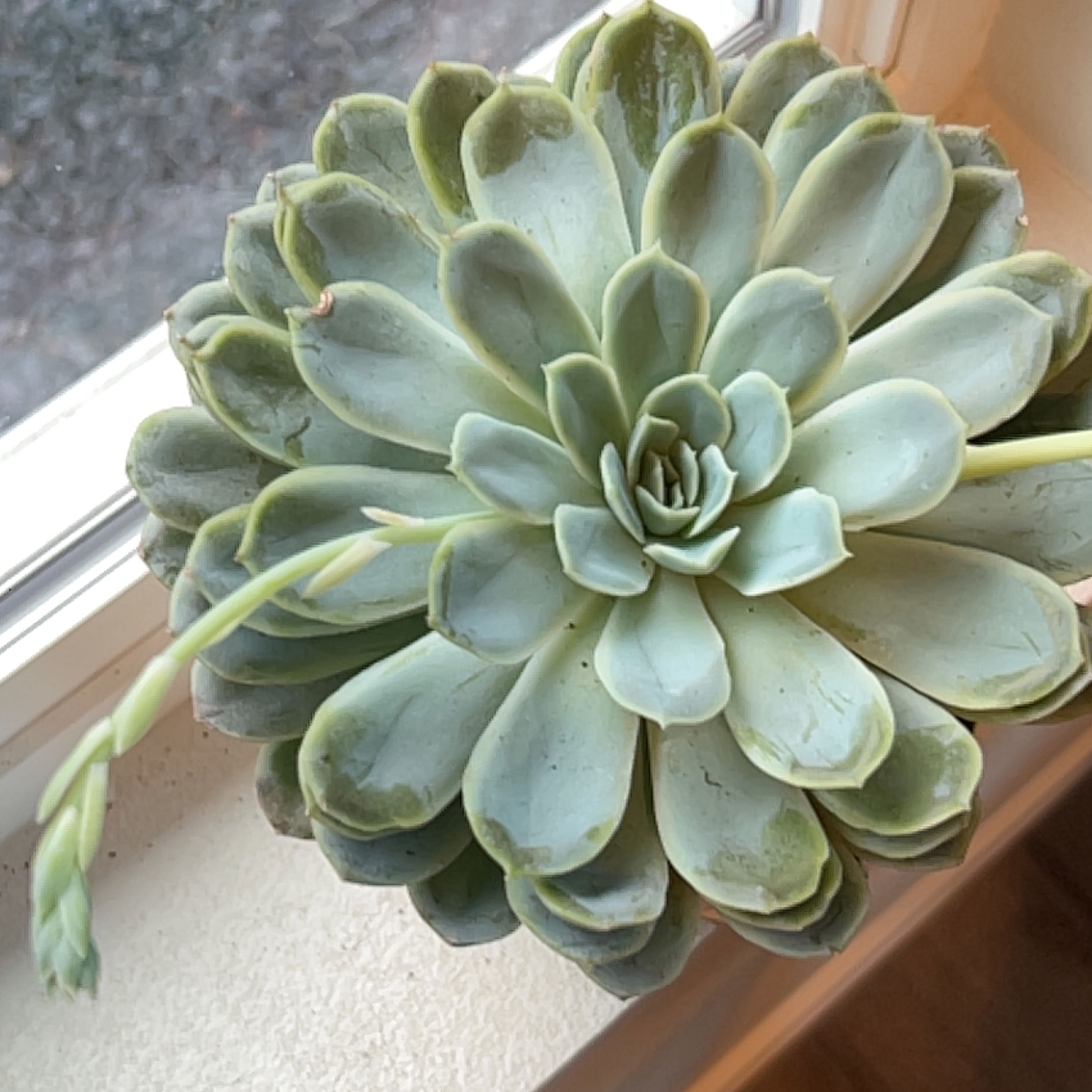 Echeveria 'Fleur Blanc' succulent near a window, appearing healthy.