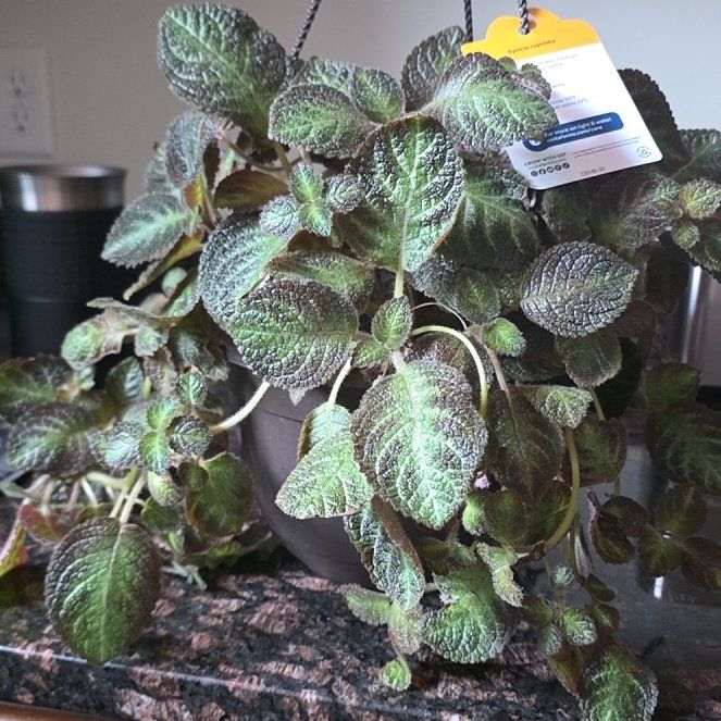 Photo of the plant species Flame Violet by @NiftyChamomile named Episcia cupreata on Greg, the plant care app