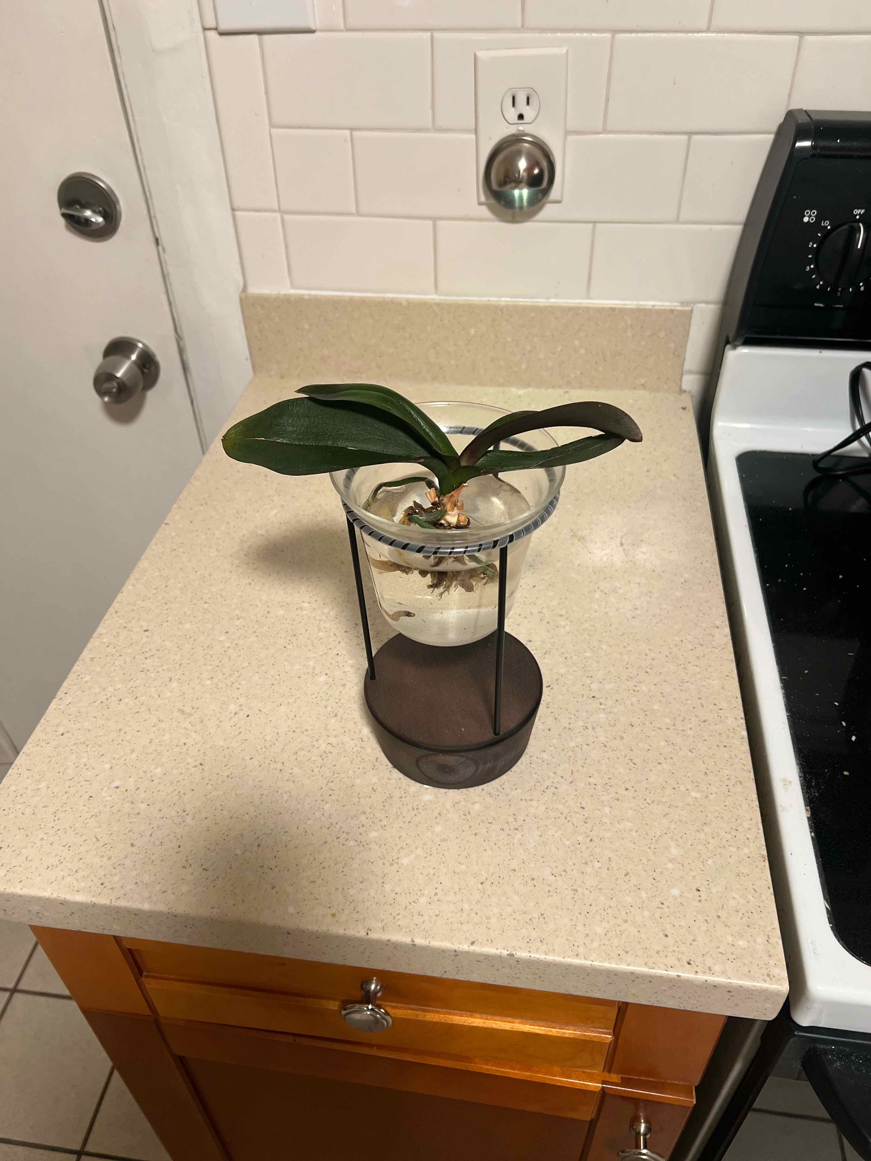 Photo of the plant species Western Orchid by @Bdub2 named Renaldo on Greg, the plant care app