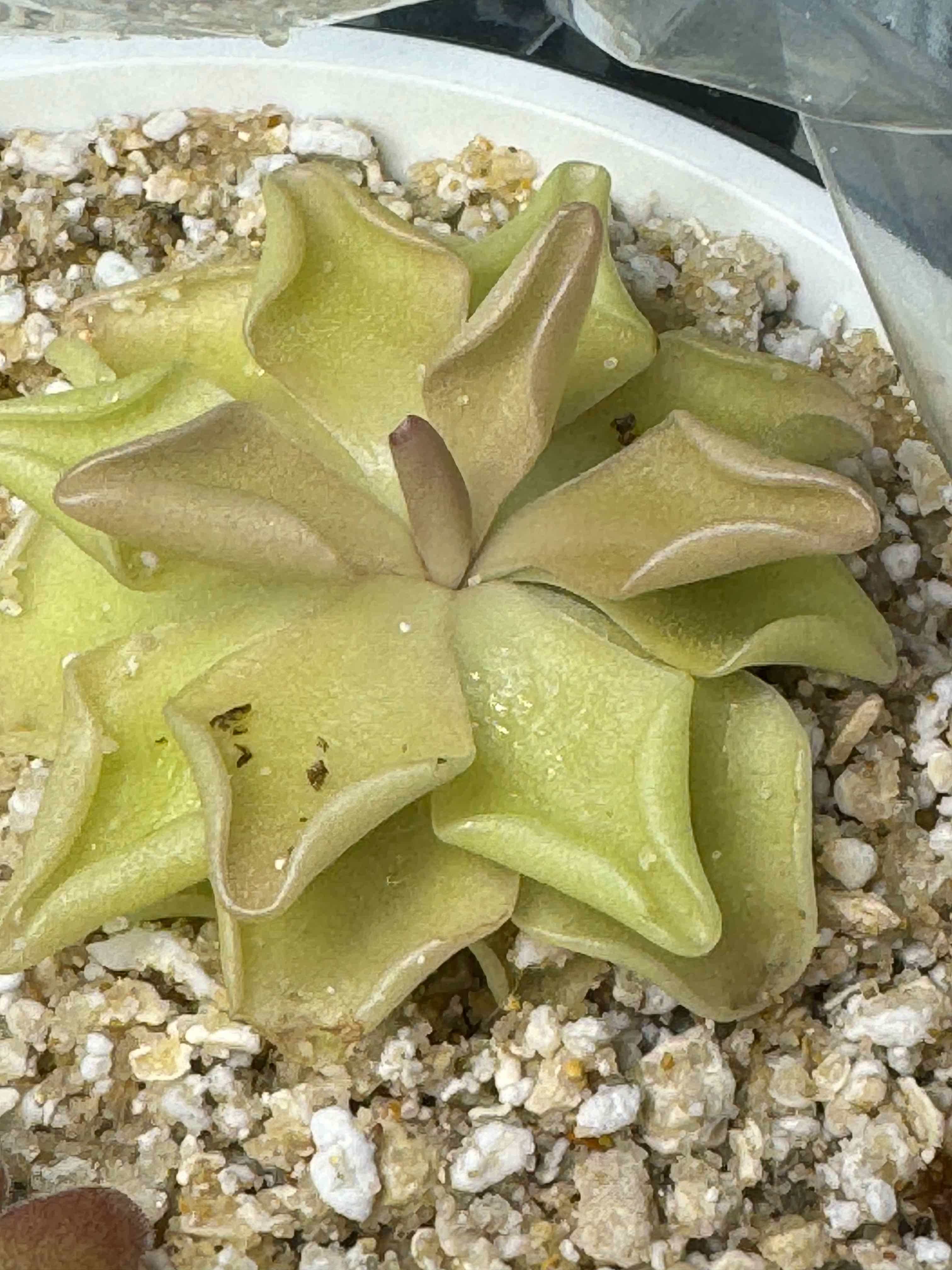 Mexican Butterwort plant with yellowing and browning leaves in a pot with visible soil.