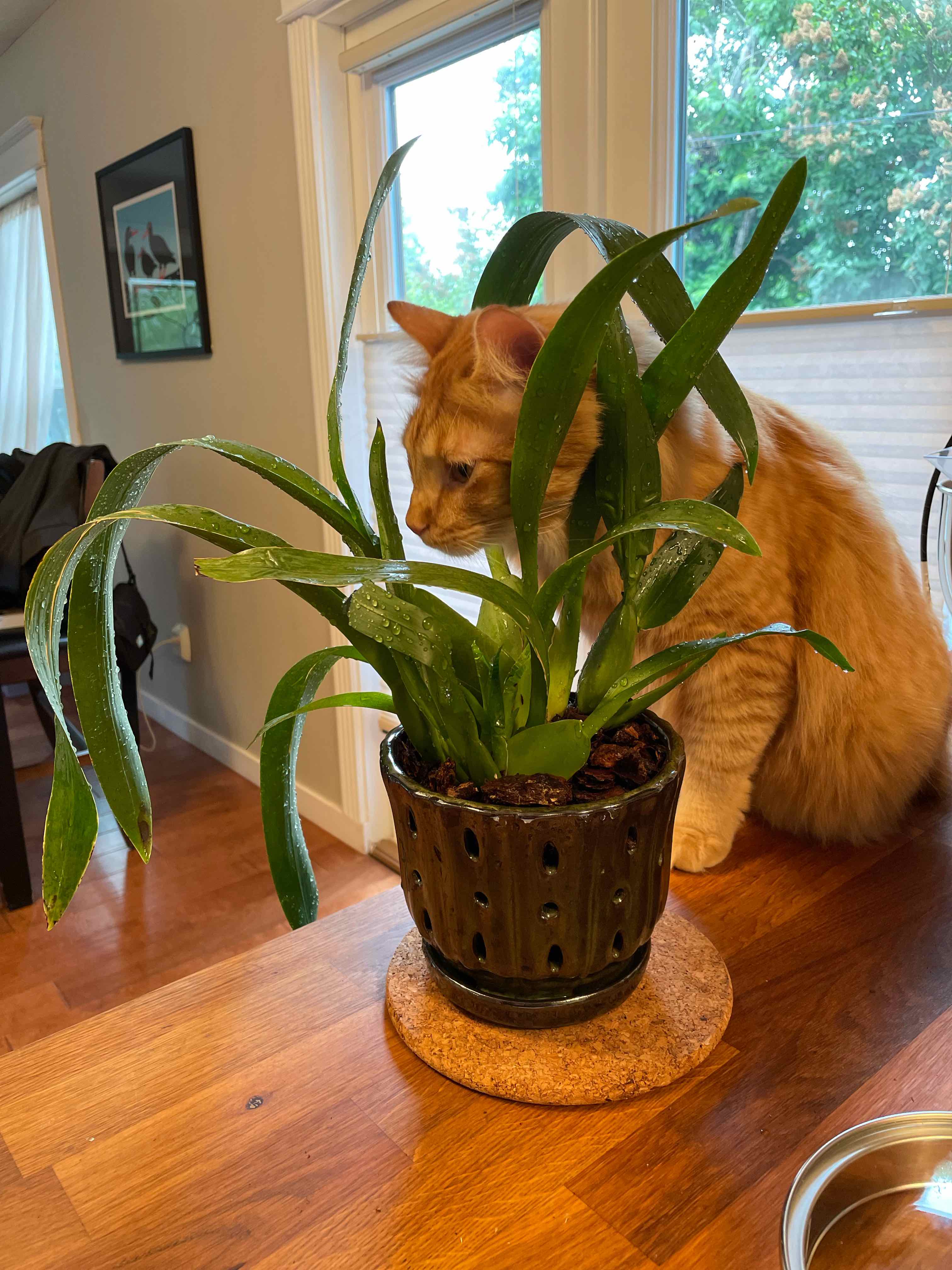 Photo of the plant species Heaven Scent Orchid by @jeanbpdx named Surabhi on Greg, the plant care app