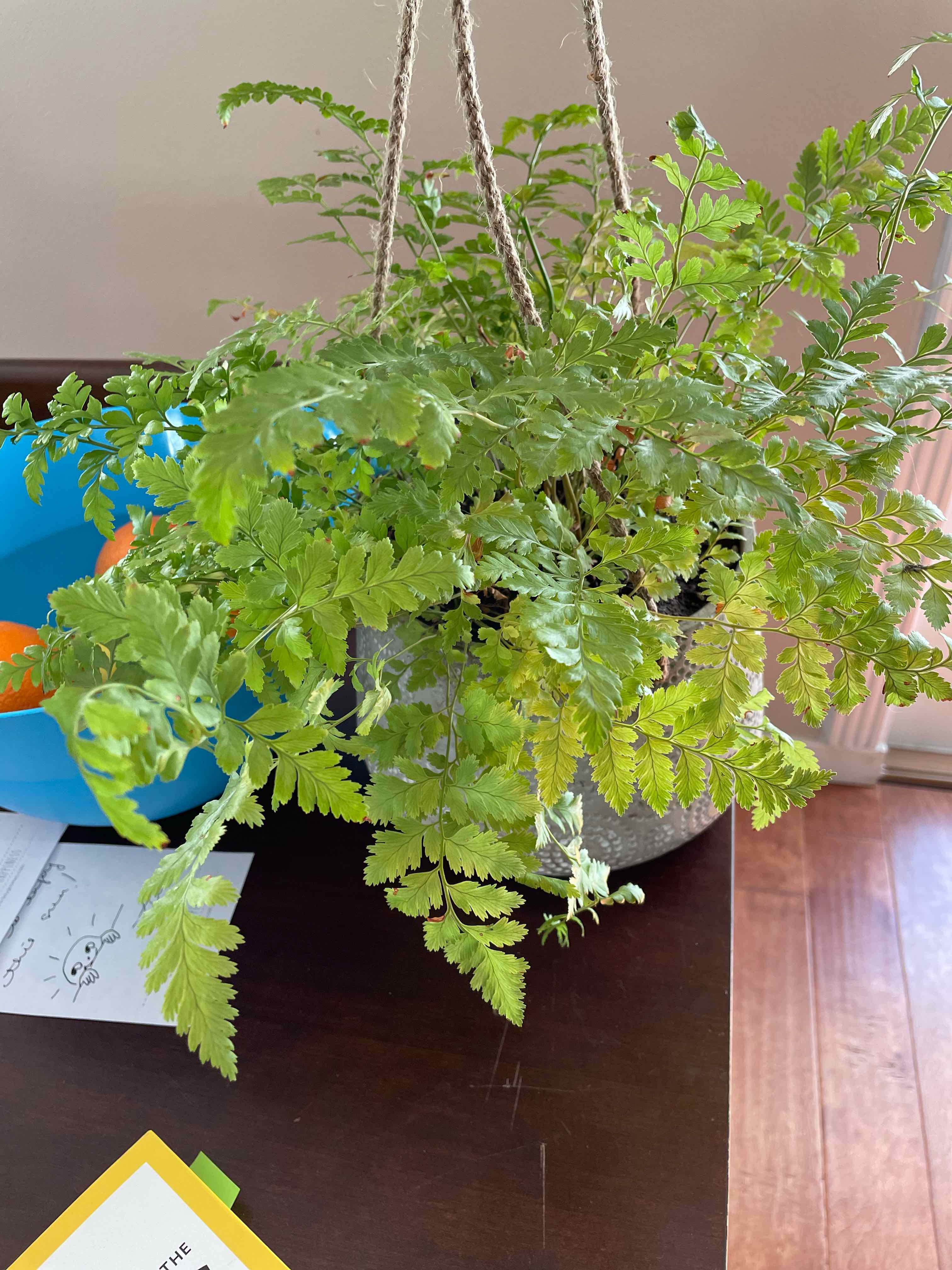 Leatherleaf Fern in a hanging pot with vibrant green leaves.