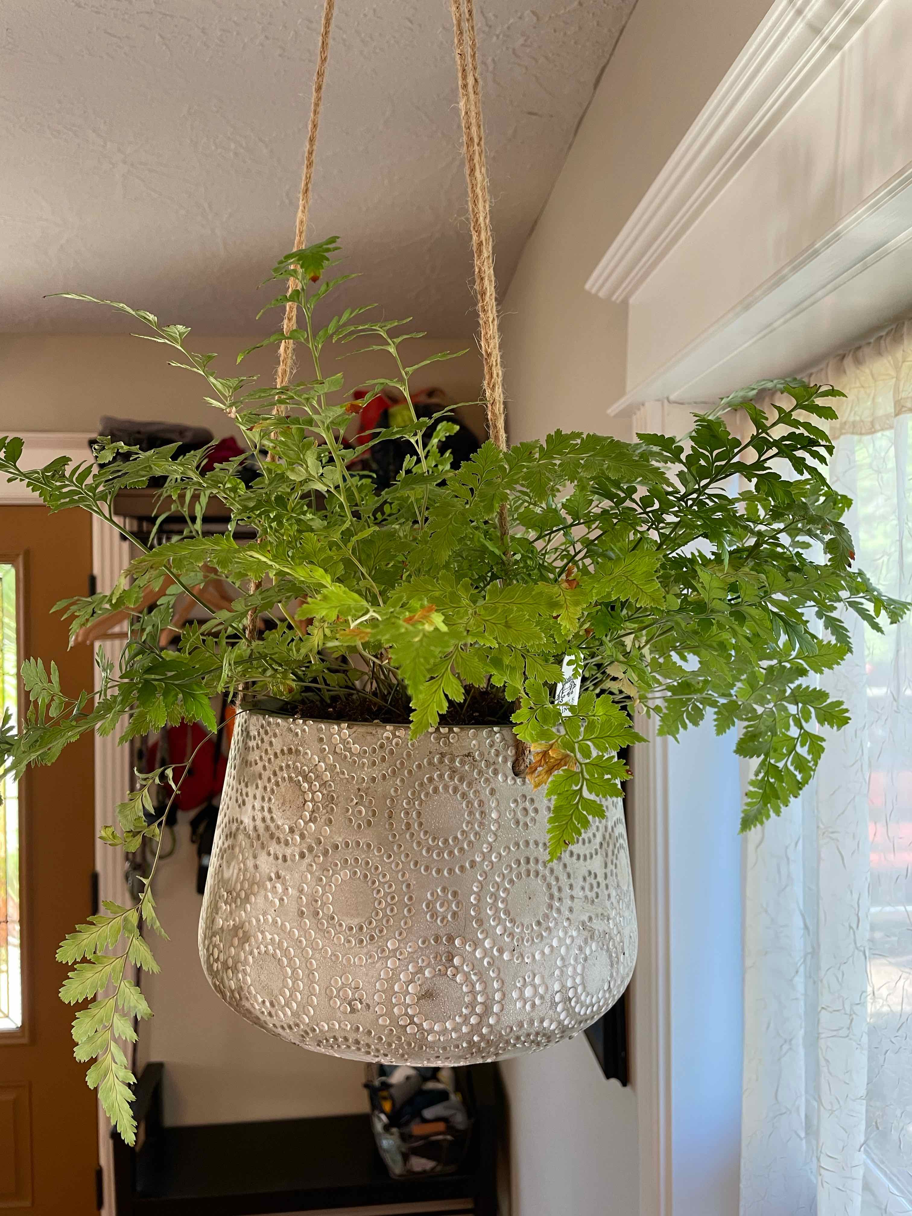 Leatherleaf Fern in a decorative hanging pot, indoors near a door and window.