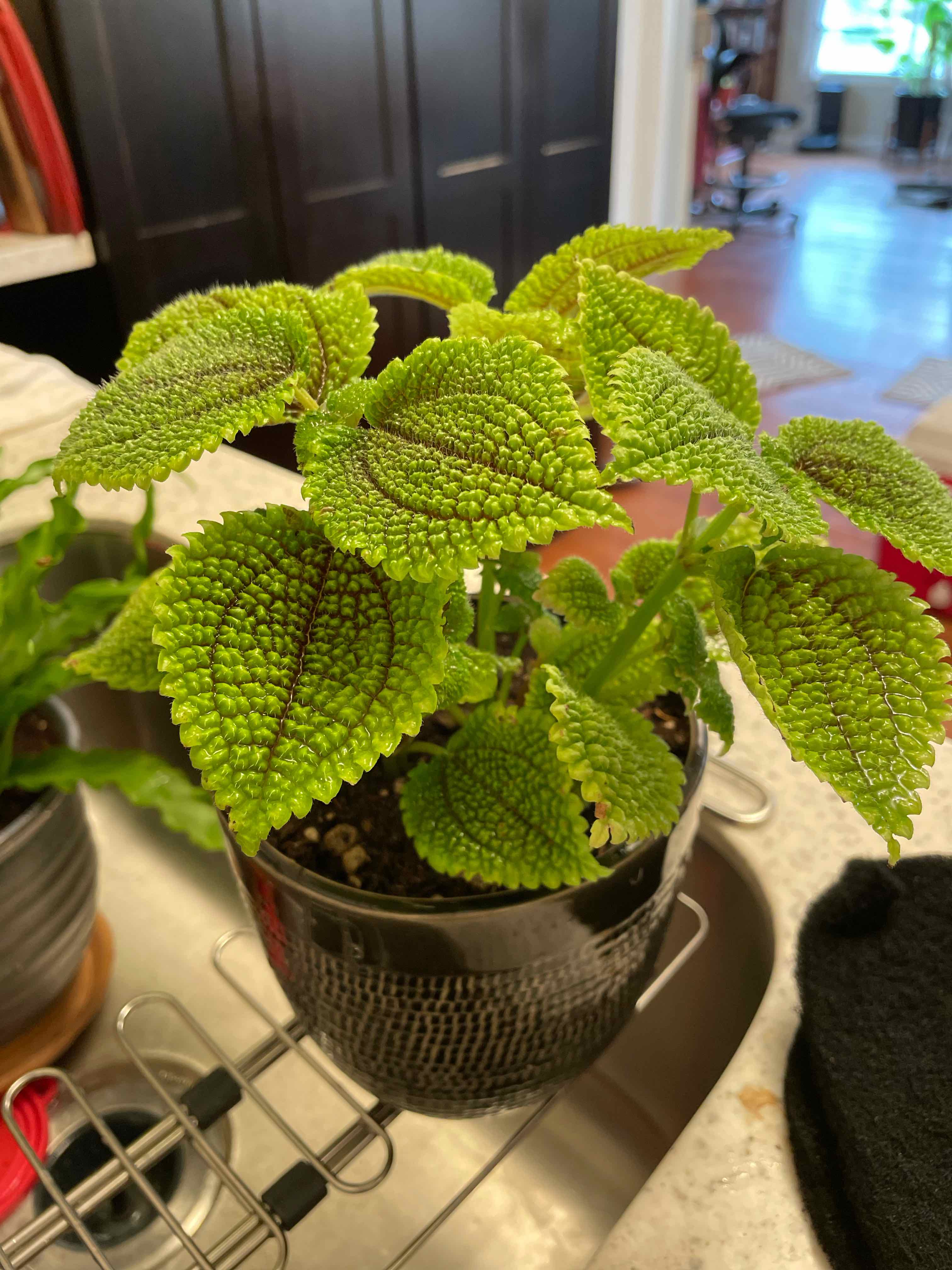 Pilea 'Moon Valley' plant in a pot with vibrant, healthy leaves.