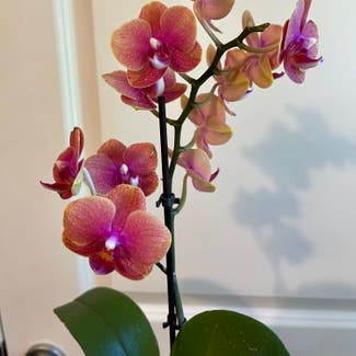 Phalaenopsis Orchid plant in Portland, Oregon