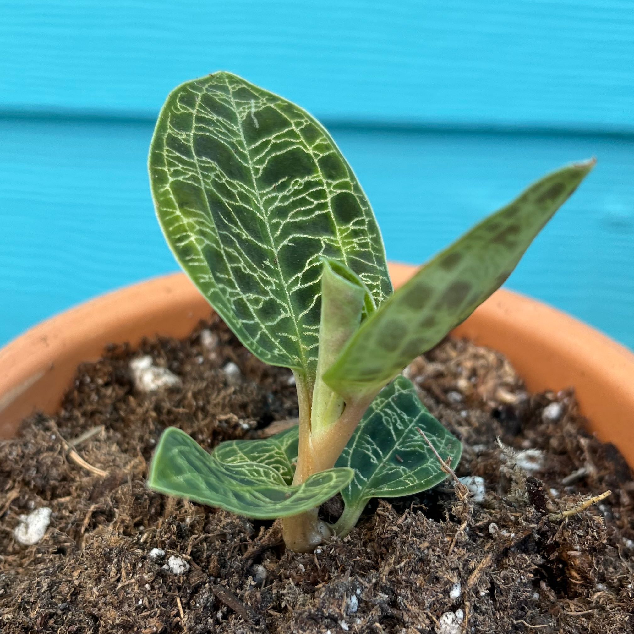 Lightning Bolt Jewel Orchid plant with veined leaves in a pot with visible soil.