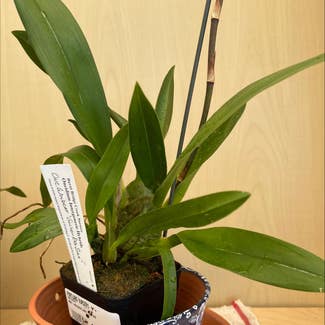 intergeneric oncidium orchid plant in Portland, Oregon