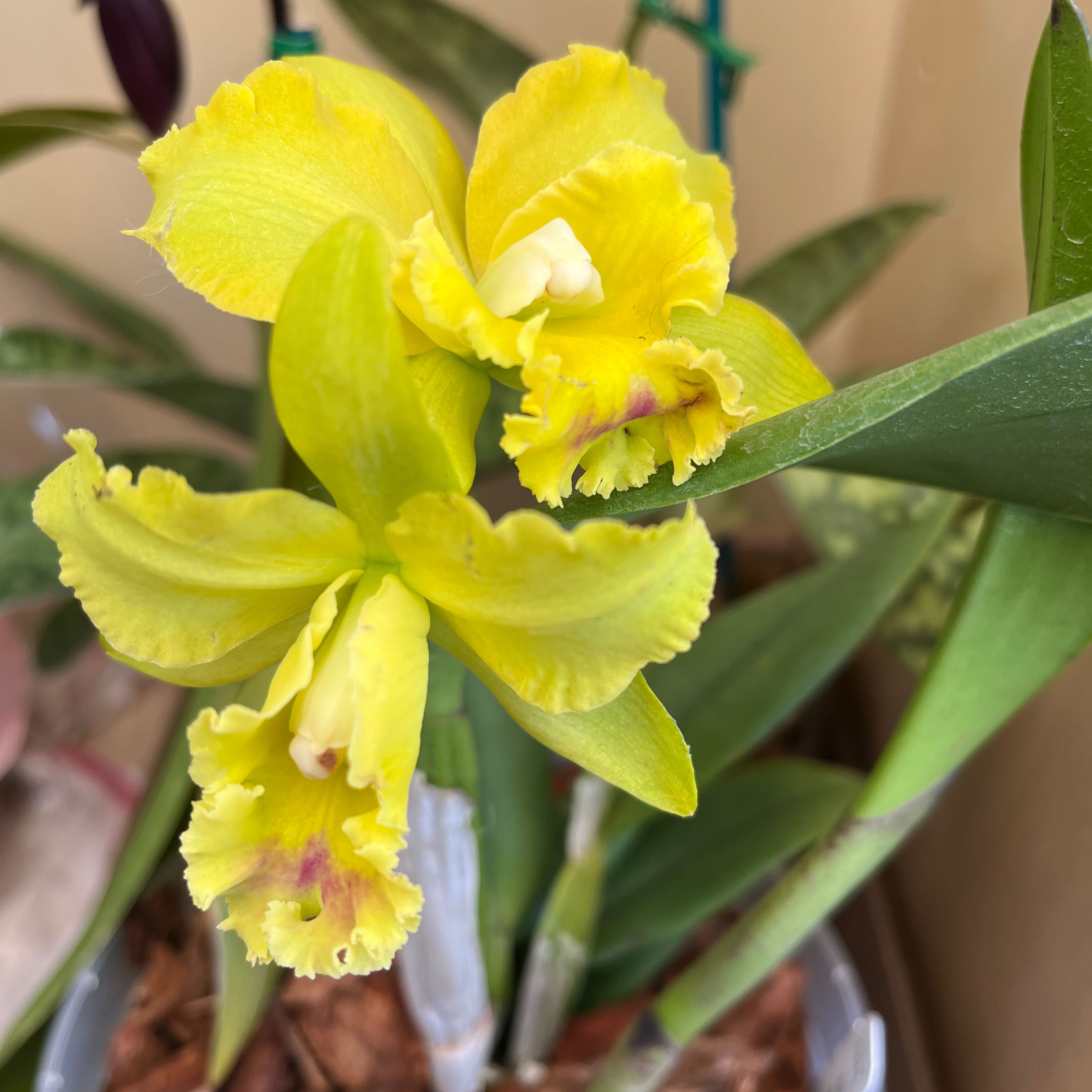 Cattleya Orchid with vibrant yellow flowers and green leaves, appearing healthy.