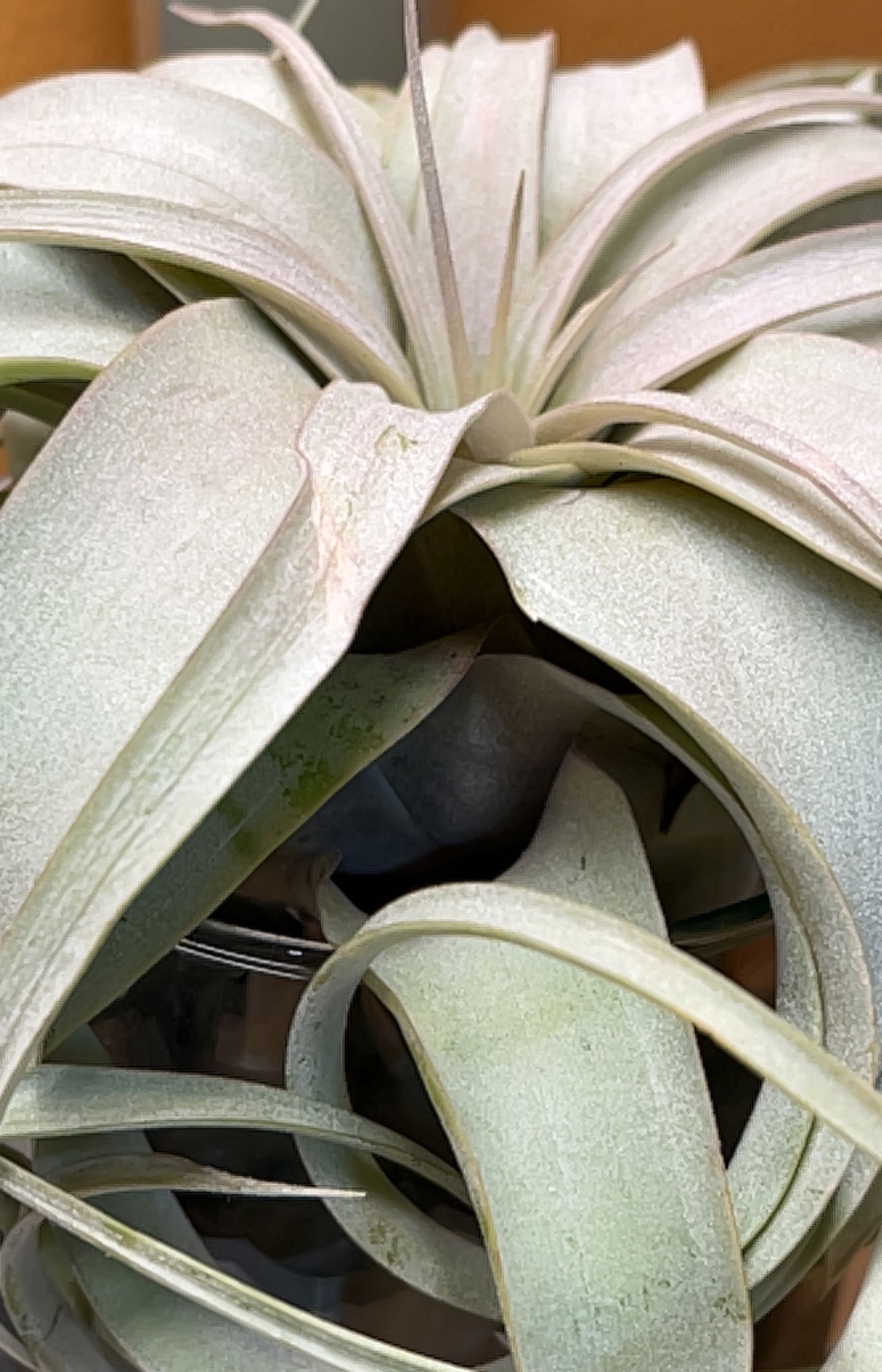 Tillandsia Xerographica plant with curly, silver-green leaves, appears healthy.