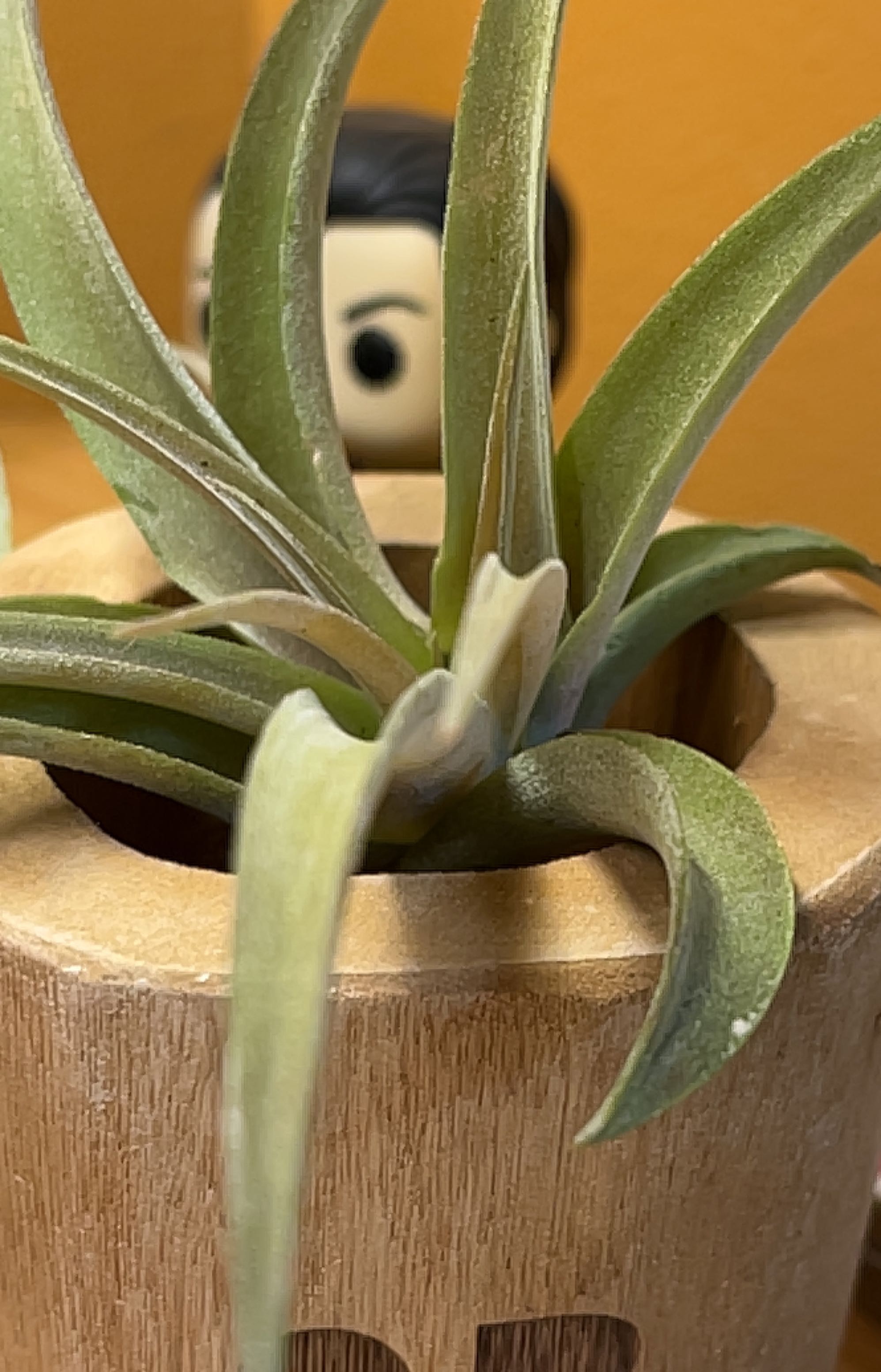 Capitata Air Plant in a wooden holder with a figurine in the background.