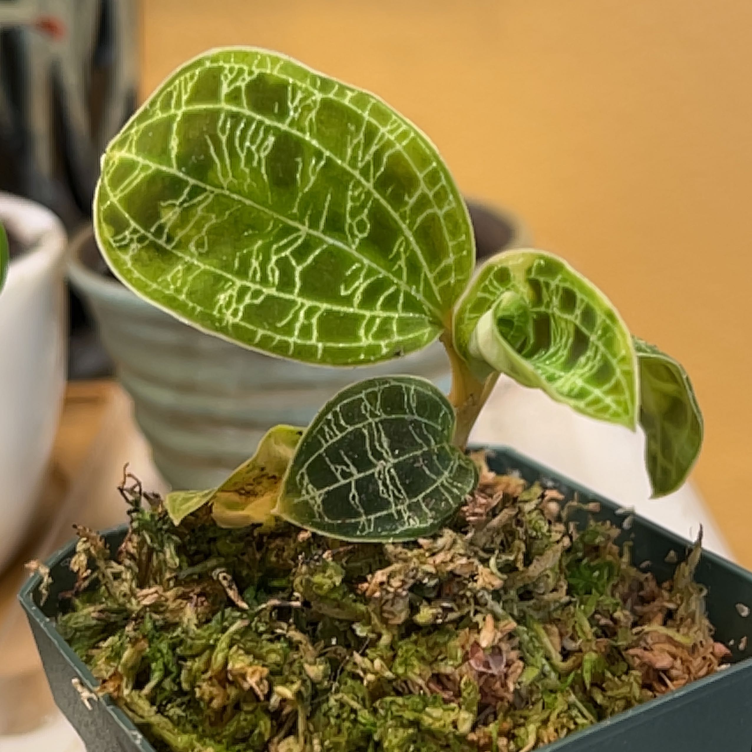 Lightning Bolt Jewel Orchid with distinct veined leaves in a pot with visible soil.